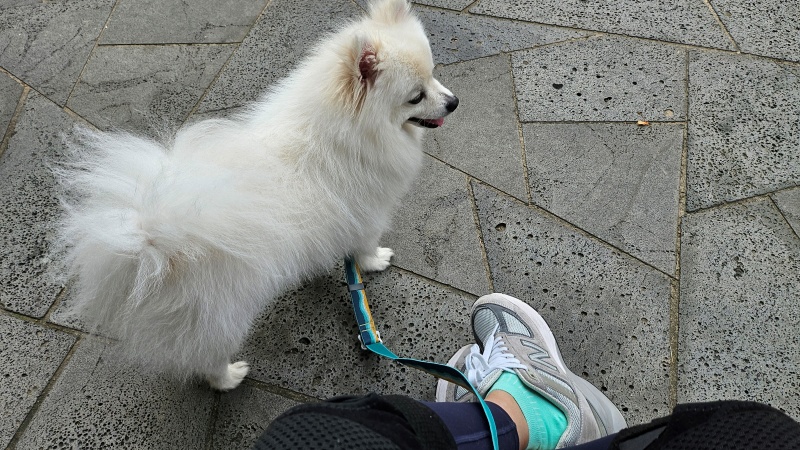 무릎보호대 산책