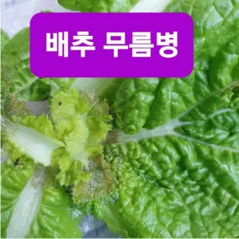 &amp;quot;배추