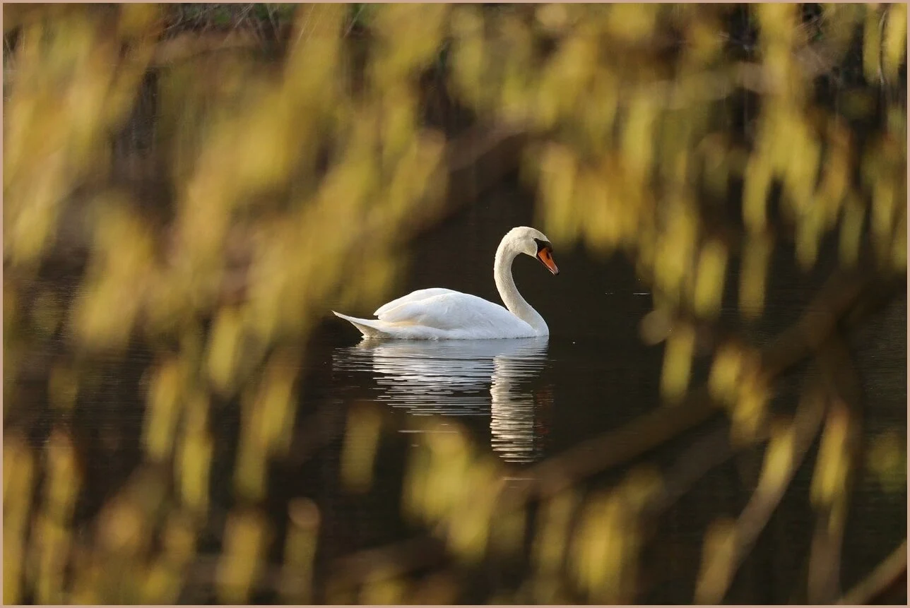 too many concurrent requests