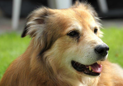 앉아있는 강아지