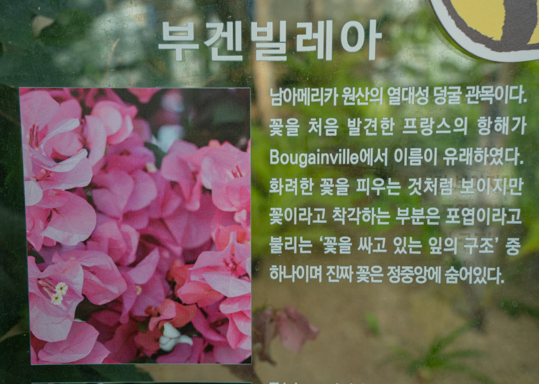 일월 수목원 부겐빌리아