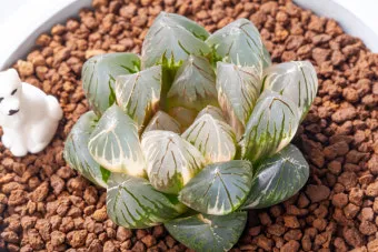 하월시아 키우기, 물주기, 분갈이, 꽃, 하월시아 종류_47