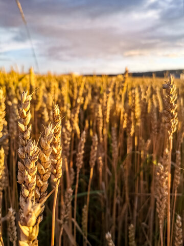 카무트 효소 효능, 부작용 및 카무트 먹는법 총정리