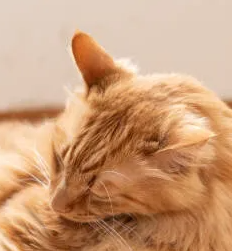 고양이 편평상피암