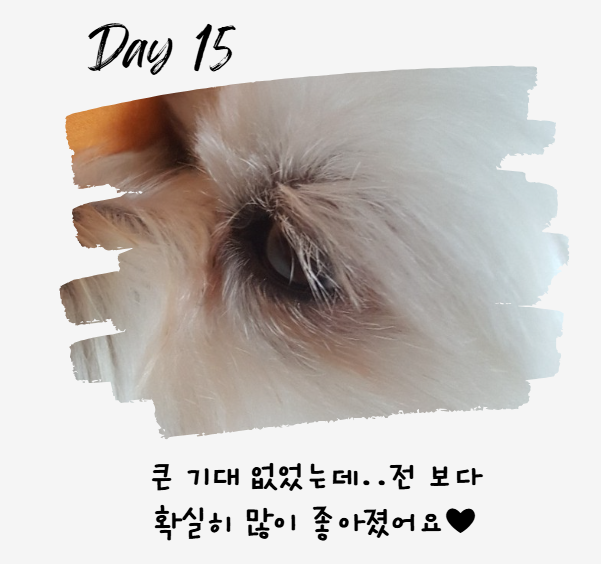 강아지 눈 주변 냄새&amp;#44; 왜 날까? 눈 영양제로 해결 방법까지