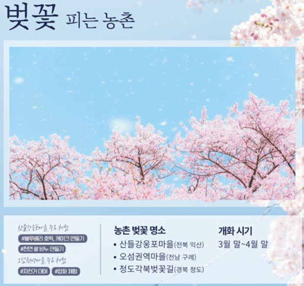 봄꽃 벚꽃개화시기