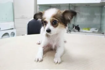 전 세계에서 가장 비싼 강아지 TOP20 몸값 높은 명품견 총정리 안내_22