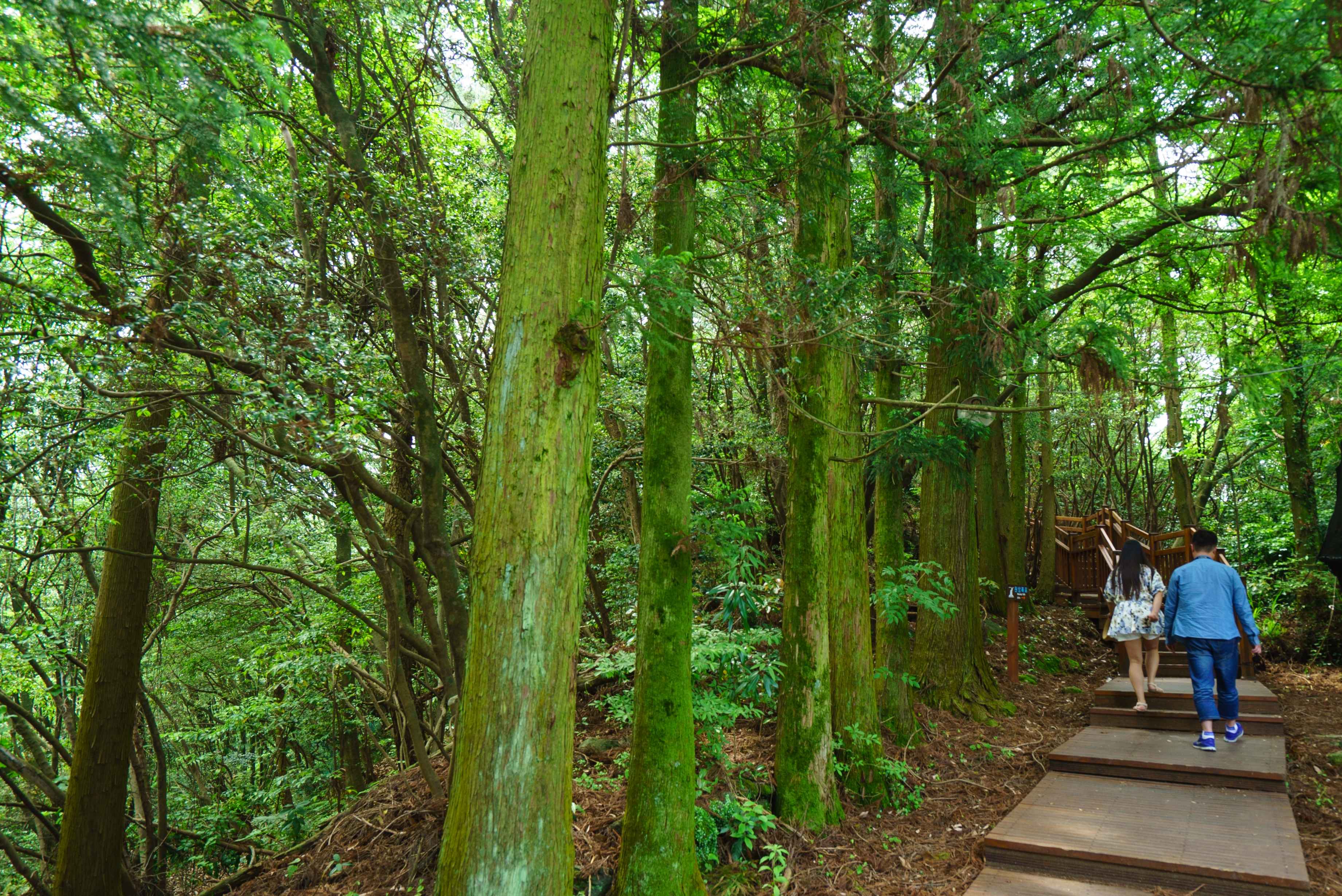 제주 돈내코 원앙폭포 사진