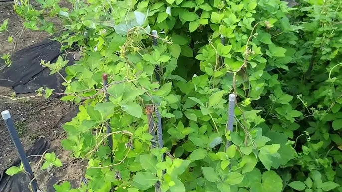 더덕 재배 그늘 재배 토심 확보 줄기 관리_7