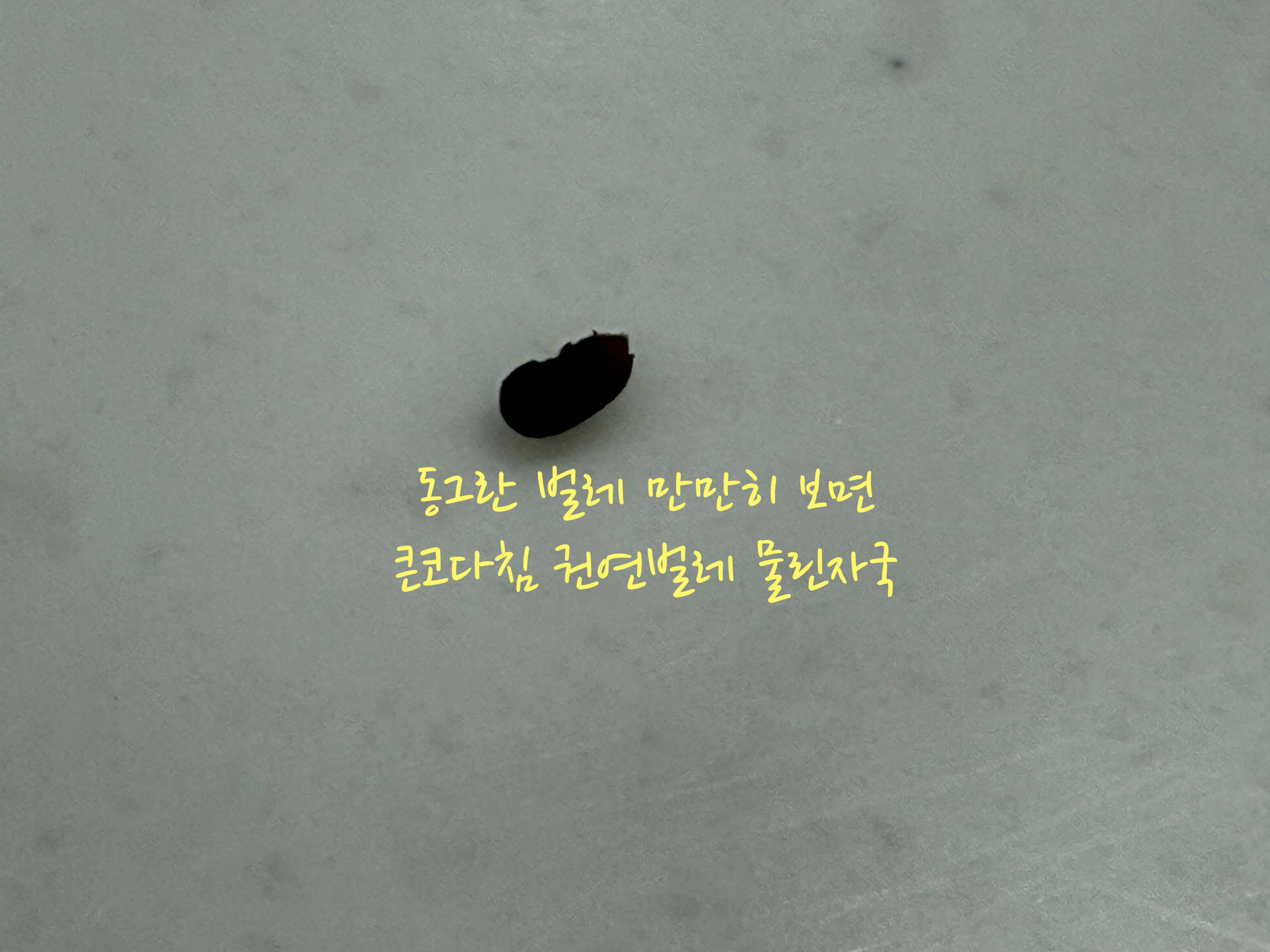 권연벌레