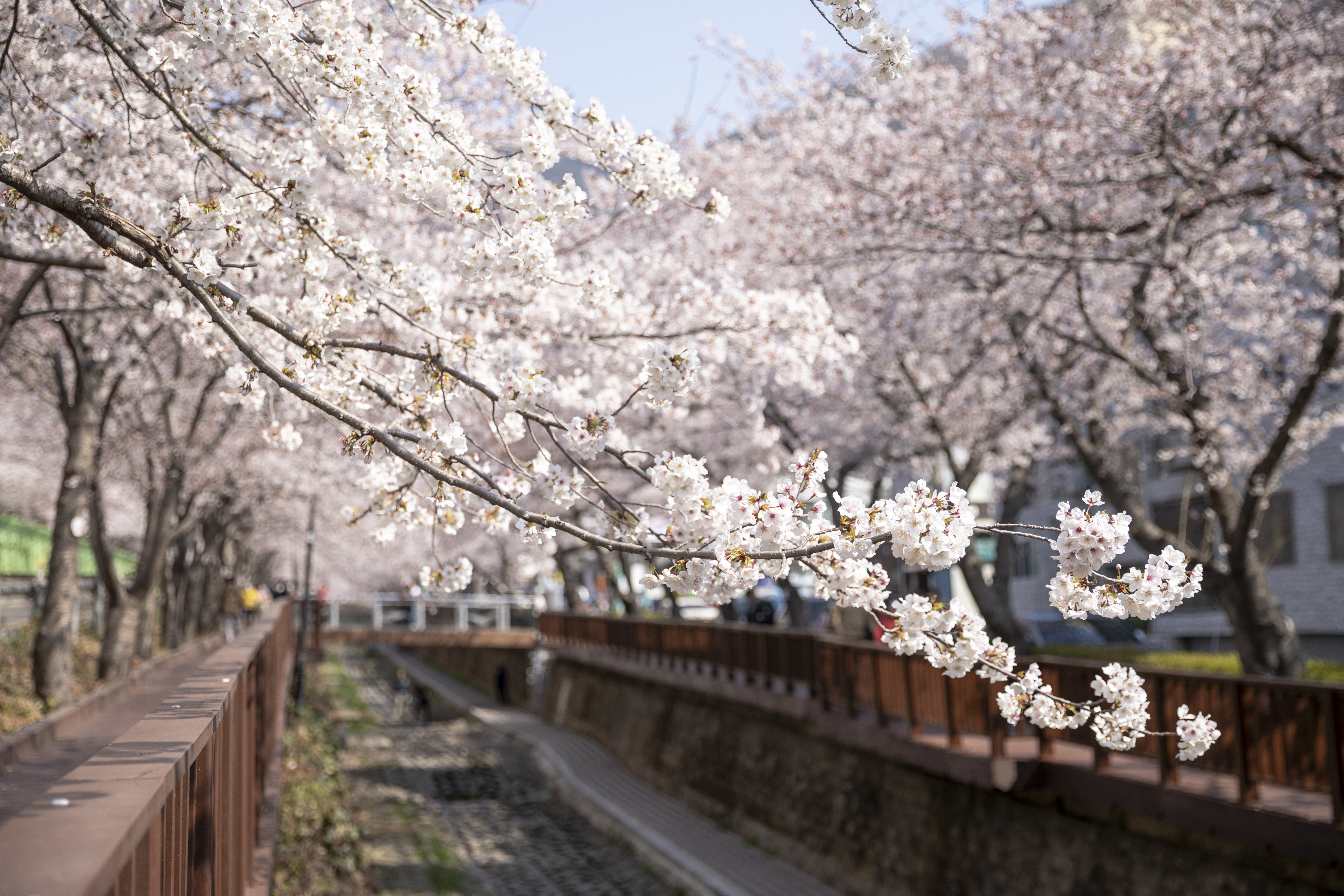 진해군항제 (경남 창원)