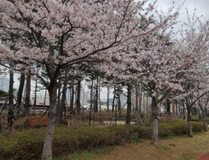 벚꽃명소
