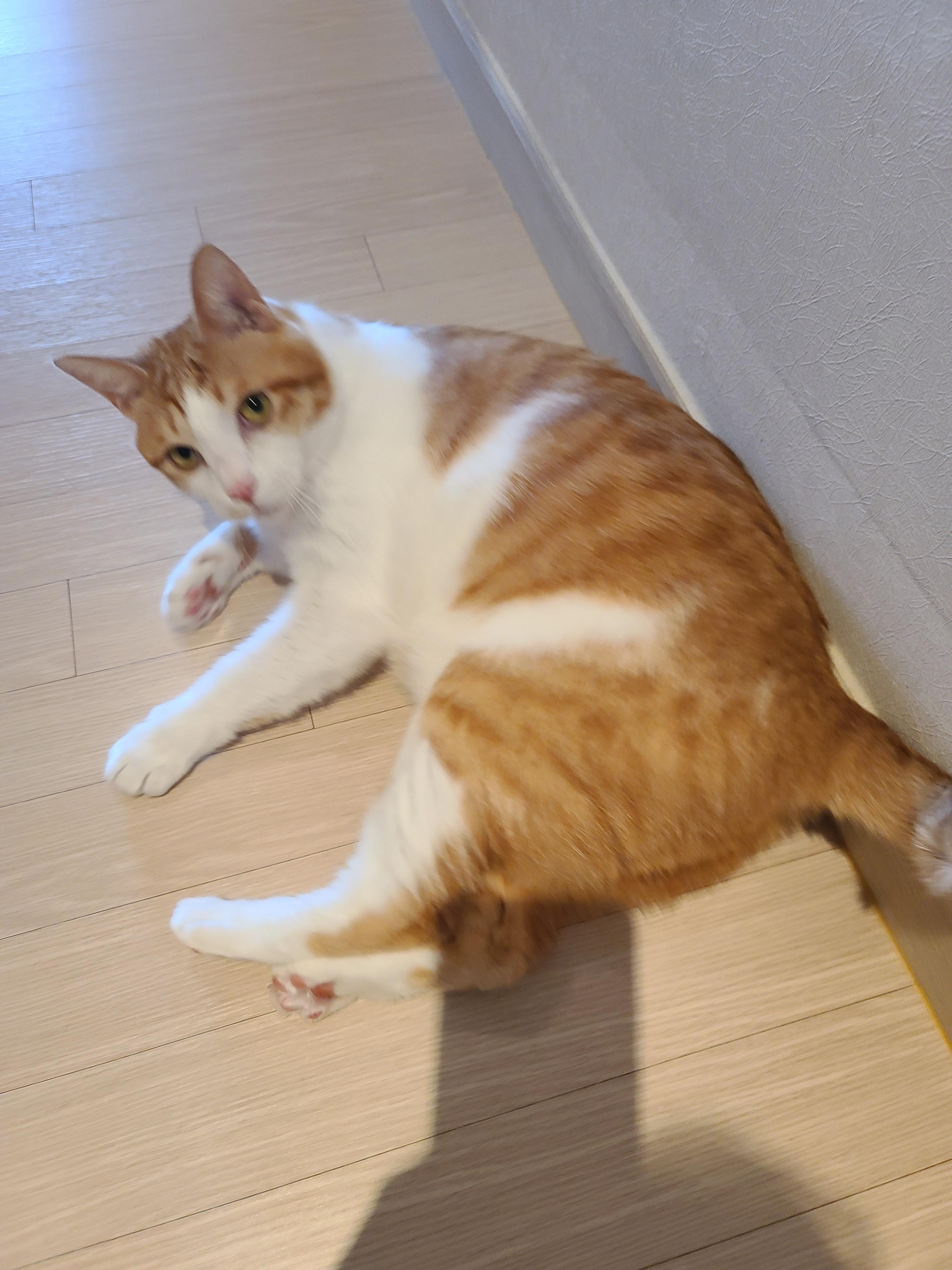 막둥이 발라당의 이유...ㅜㅜ