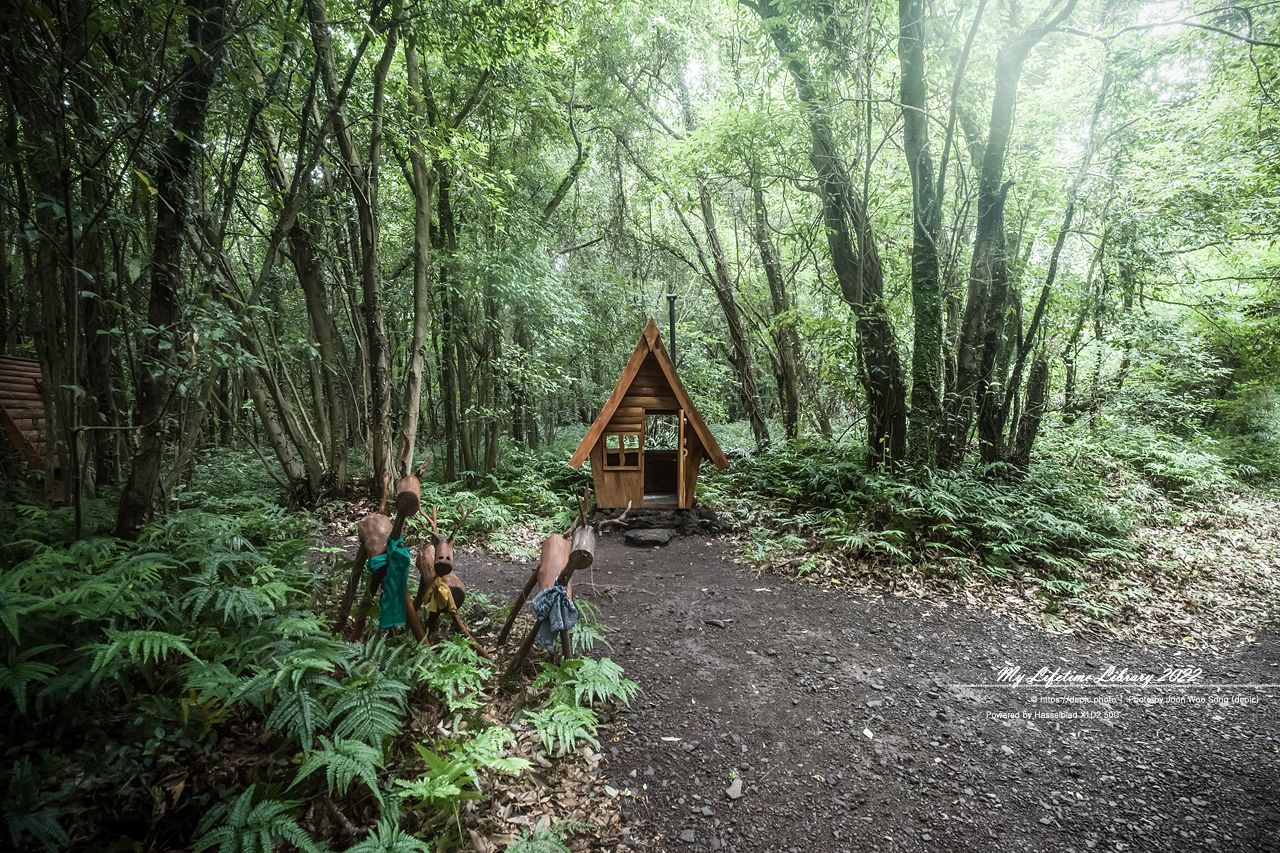 #제주 #곶자왈 #산양큰엉곶 #2022제주여행