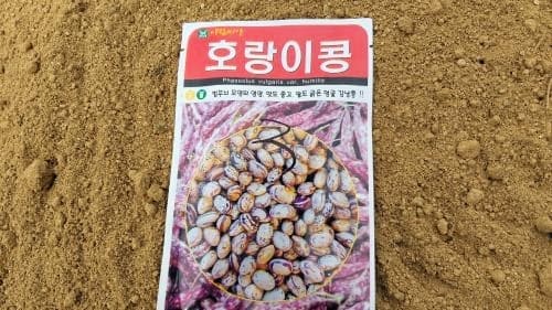 호랑이콩-울타리콩-재배-파종시기-심는시기-수확시기