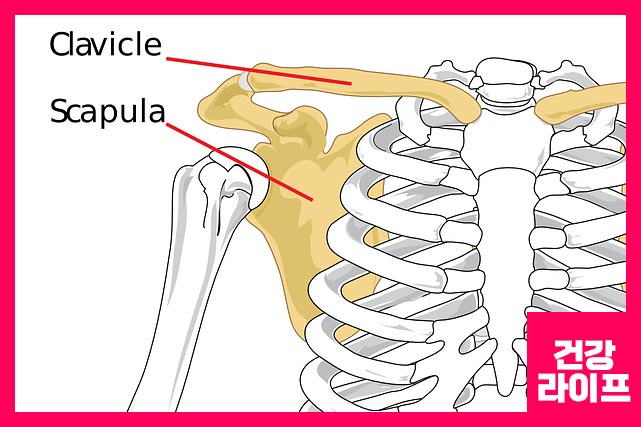 증상 - 팔을 들어 올리거나 머리 위로 올릴 때 통증