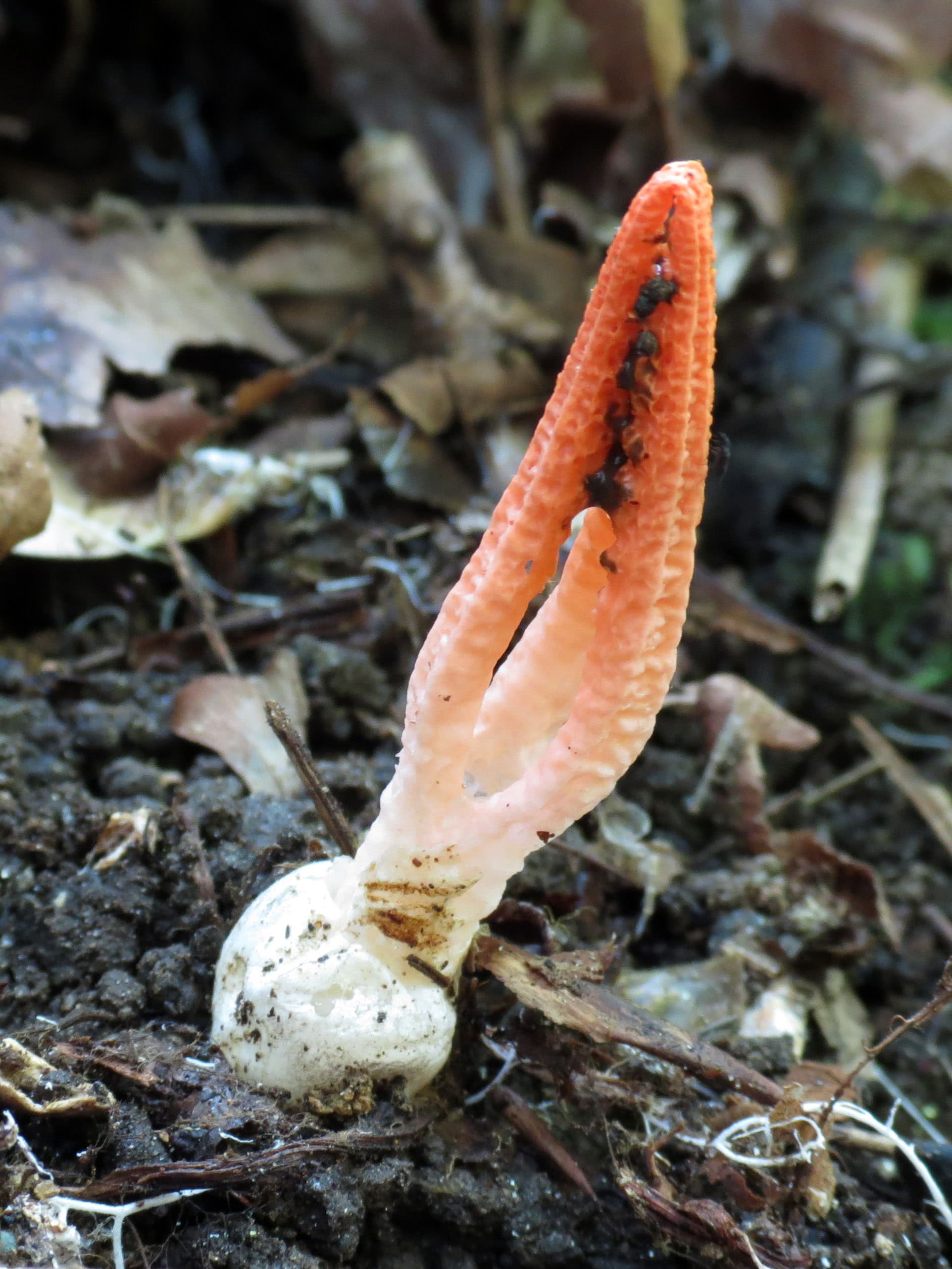 죽순바구니버섯(Pseudocolus fusiformis