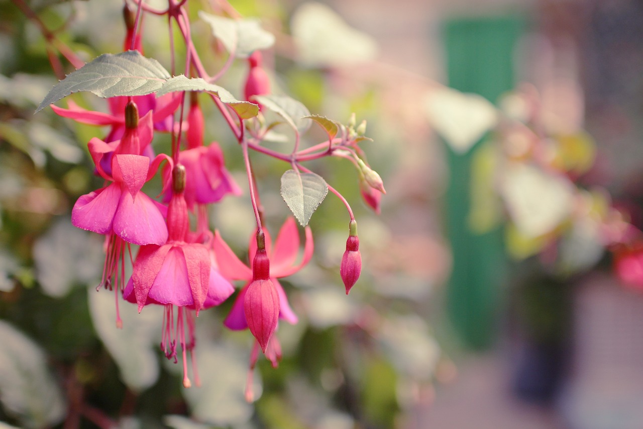 줄리스난데스 꽃