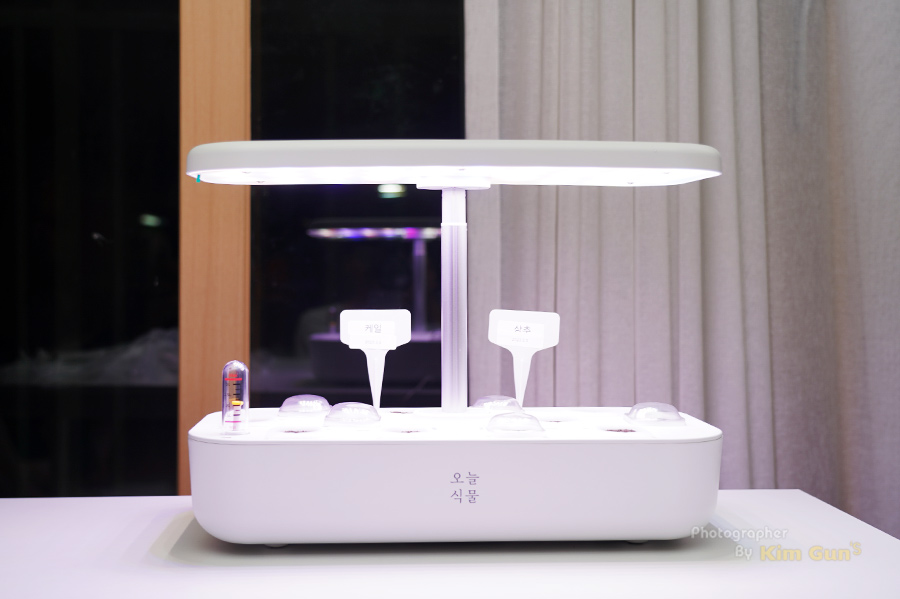 오늘식물 플랜테리어