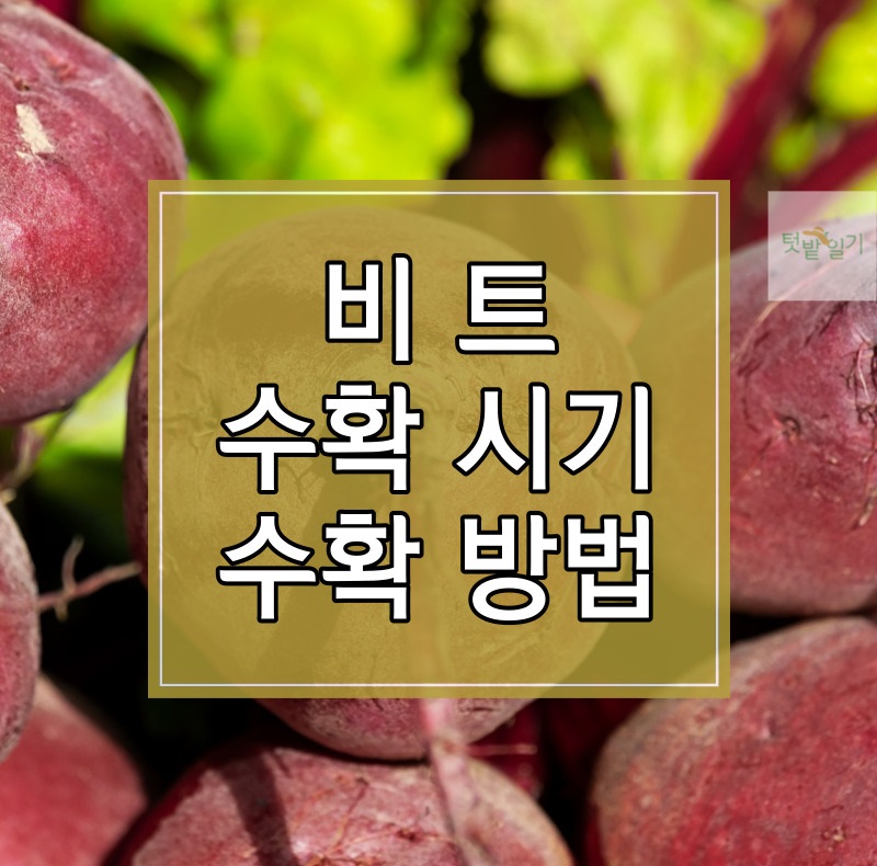 비트 수확시기 수확방법 저장방법