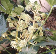 팔손이나무 꽃말