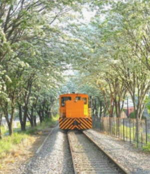 전주 이팝나무 철길