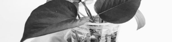 스킨답서스 번식: 2주 뒤 뿌리 생성