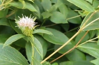 삽주(백출)