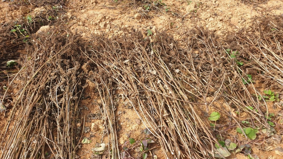 들깨 수확시기와 수확방법