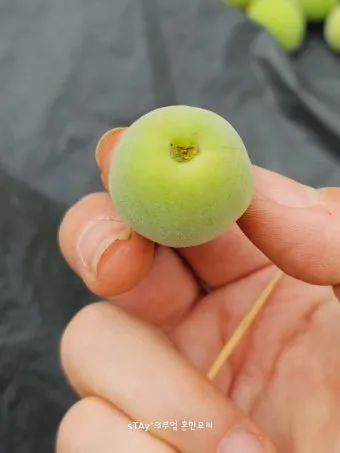 매실 수확 시기 매실장아찌 매실청 매실주 담그는 법_20