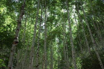 2025 여름 시원하고 조용한 국내 여행지 TOP5|북적이지 않아 더 좋은 피서지 추천