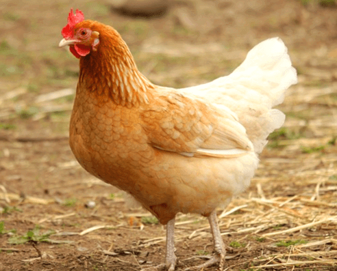 갈색 닭 한 마리가 땅에 서 있다. 벼슬은 붉은색이다.