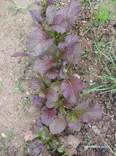 갓 효능 - 면역력 강화에 도움을 주는 붉은 갓이 자라는 밭의 실제 재배 장면