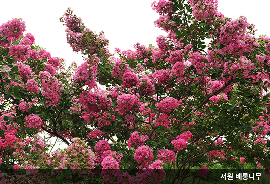 대전 한밭수목원 꽃구경