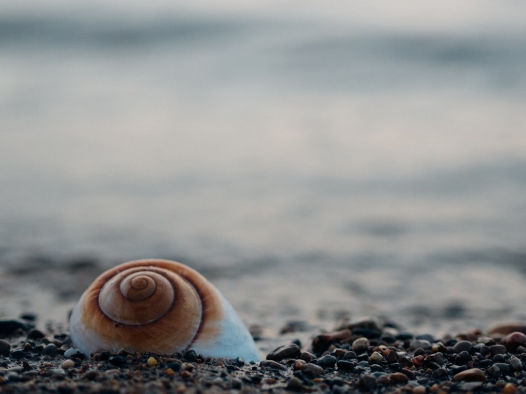 Nautilus