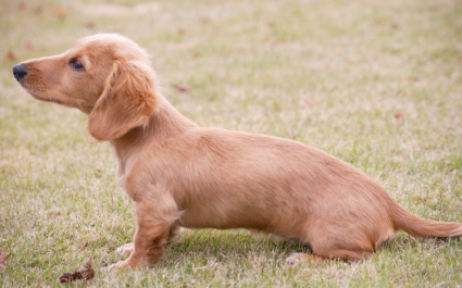 미니어처 덕스 가로 방향으로.