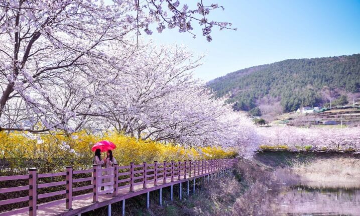 2024-벚꽃-개화-시기,-여수-승월마을