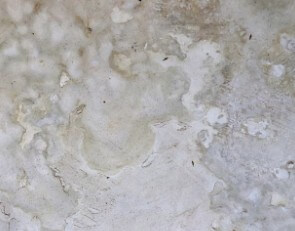 벽지-곰팡이-제거-방법-8