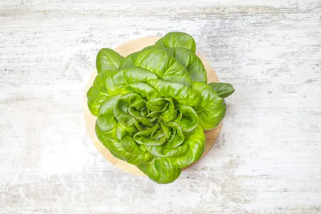 왕고들빼기 효능과 섭취시 주의사항 건강 정보_3