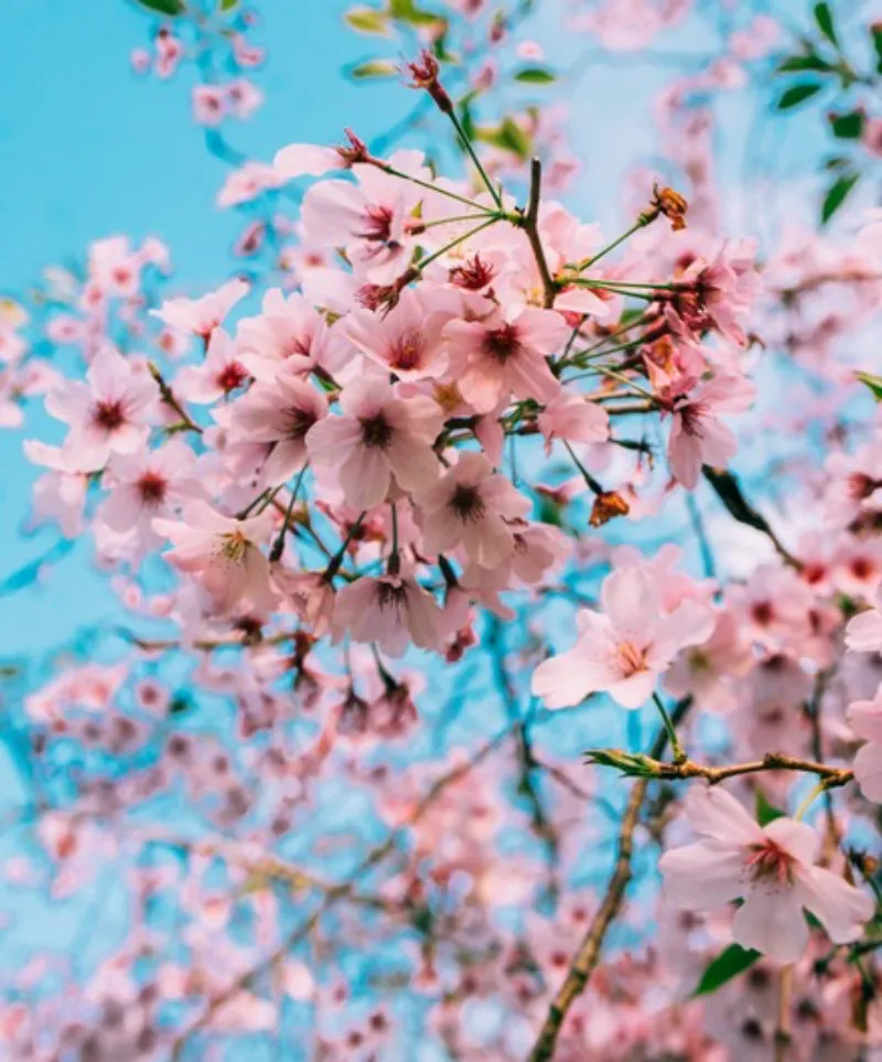 2024년 벚꽃 개화시기