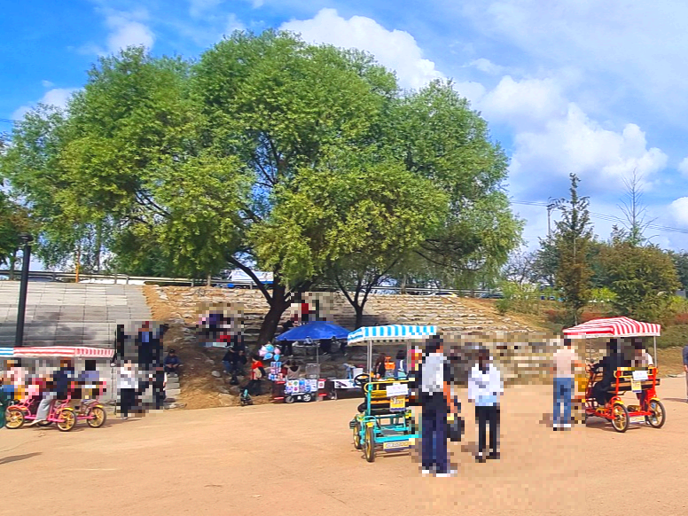 서울 근교 가을꽃 만발한, 경기도 고양시 강매석교공원 창릉천 코스모스축제