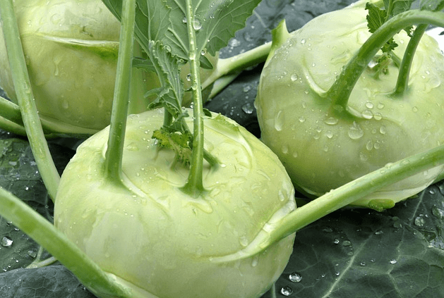 3개의 연한 초록색 콜라비가 있다. 매우 단단하게 생겼고 녹색 잎줄기가 자랐다.