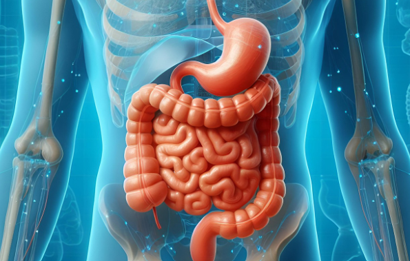 중년 이후 장 건강 지키기: 소화 기능 개선과 변비 예방을 위한 식습관