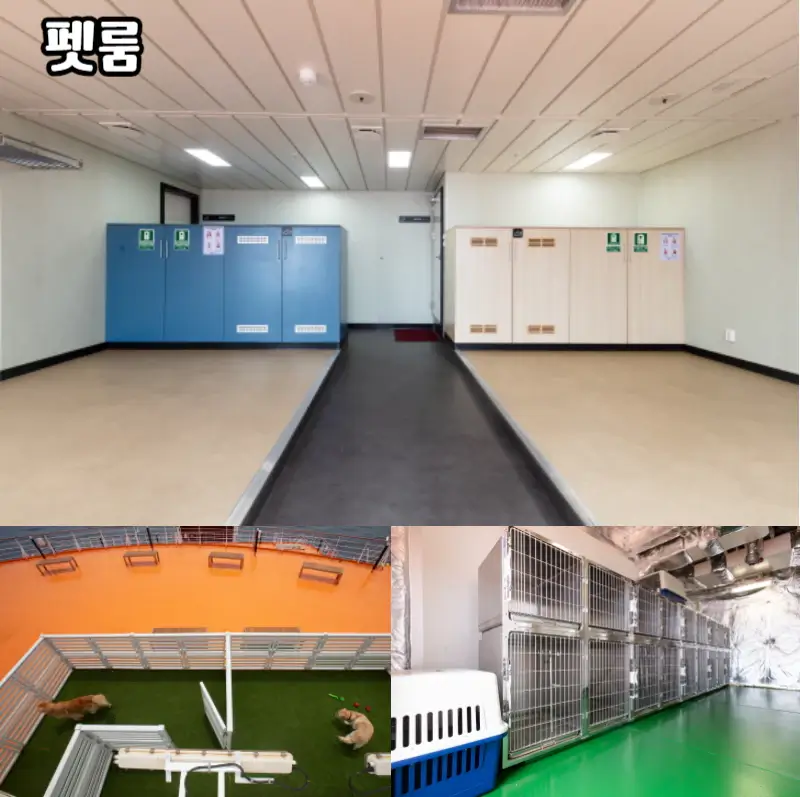 골드스텔라-펫룸