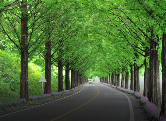 메타세쿼이아길