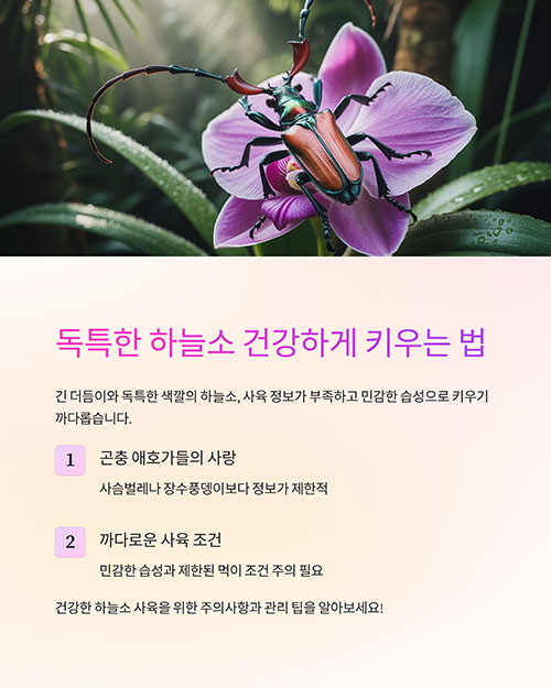 하늘소 키우기 주의사항, 건강하게 키우는 팁