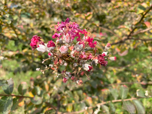 배롱나무 흰가루병
