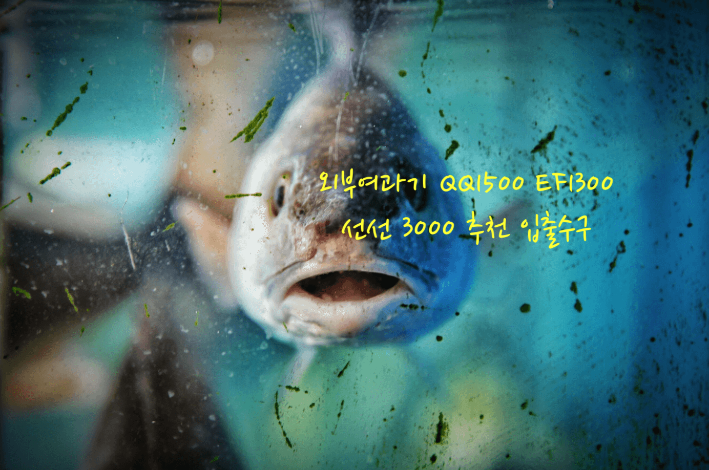 외부여과기 추천