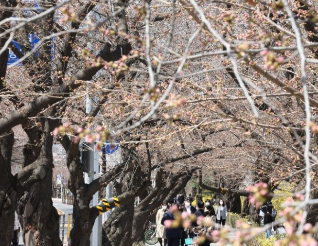 여의도 벚꽃길 개방