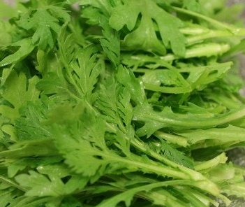 쑥갓의 효능 부작용 고르는법 칼로리 꽃